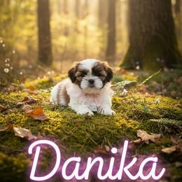 Shih Tzu Puppies from Cindy Hampton