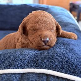 Brown - Red  female Goldendoodle puppy in Mount Pleasant, Utah from Betty's Goldendoodles