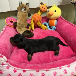 Black Beauty - Black and tan female Dachshund puppy in Lincolnwood, Illinois from Gulfishan Kennels