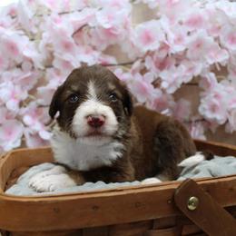 Scout - Sable male Bordoodle puppy in Ashland, Ohio from Cherry Blossom Doodles