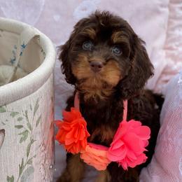 Everly - Brown female Cavapoo puppy in Bellingham, Washington from My Sweet Poodles and Doodles