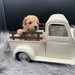 Girl - White female Poodle puppy in Fredericktown, Missouri from Ellie & Co. Doodles