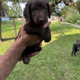 Chocolate - Chocolate male Goldendoodle puppy in Antigo, Wisconsin from Cedar River Kennel