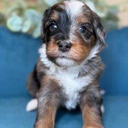 Paige - Tri-color female Bernedoodle puppy in Yuciapa, California from AlltheDoodlez_