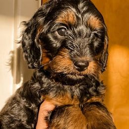 Aussiedoodles from Mountain Doodle Pups