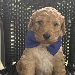Mister Blue - Apricot male Australian Labradoodle puppy in Wake Forest, North Carolina from Lucky Country Labradoodles
