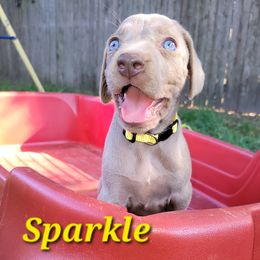 Gold Collar Girl - Sparkle - Weimaraner puppy from Desert Rose Weimaraners