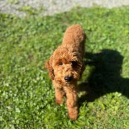 ACA SIMPLY MAXIMUS LOVE (Max) - Red  male Poodle puppy in New Milford, Pennsylvania from Cross's Poodle Puppies