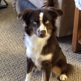 June - Miniature Australian Shepherd