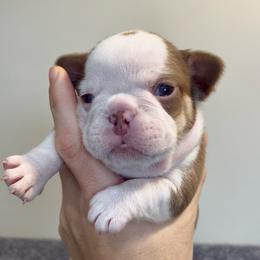 Italy - Liver female French Bulldog puppy in Lynchburg, Ohio from Pennington Family Frenchies