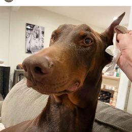 Doberman Pinscher All Grown Up from Odremans Dobermans