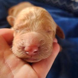 Aquamarine - Apricot female Goldendoodle puppy in Freedom, New York from Samantha's Goldendoodles