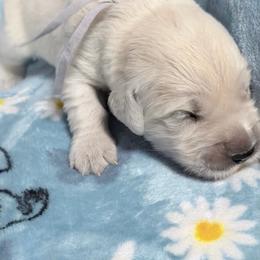 Gray - Light golden female Golden Retriever puppy in Tylertown, Mississippi from Southern Paws, LLC