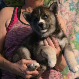 Cali - Agouti and white female Siberian Husky puppy in Meridian, Mississippi from JJ's Huskies