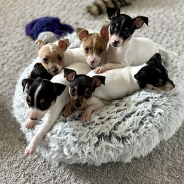Toy Fox Terrier Puppies from FritzFox Toy Fox Terriers