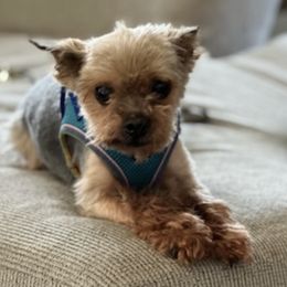 Aussiedoodles and Yorkipoos from Praised Pooches