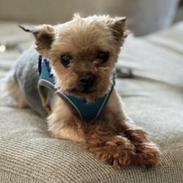 Aussiedoodles and Yorkipoos from Praised Pooches