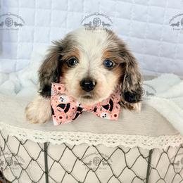 Mr. Red-3800 - Dapple male Dachshund puppy in Sparr, Florida from From the Heart Doxies