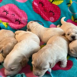 Cotons de Tulear from H❤️PE COTONS