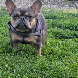Lola - French Bulldog