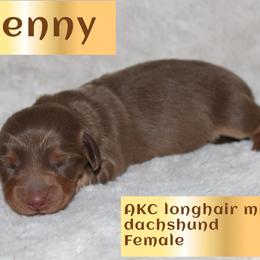 Penny - Chocolate and tan female Dachshund puppy in Powderly, Texas from Kuttin’ Up Mini Aussies