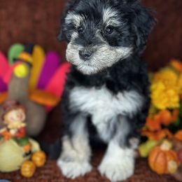 Cooper - Black and silver male Miniature Schnauzer puppy in Placerville, California from Rpuppies