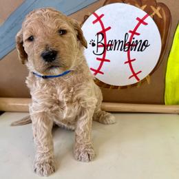 Bambino - Apricot male Labradoodle puppy in Adams, Nebraska from Boxcar Doodles and Poodles