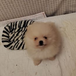 Pomeranian Puppies from Kayra Pomeranians