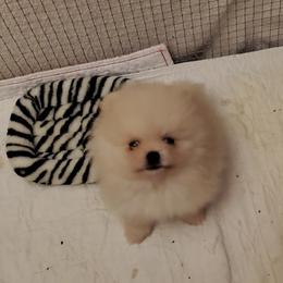 Pomeranian Puppies from Kayra Pomeranians