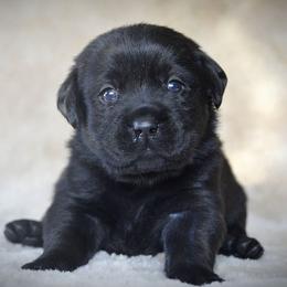 Labrador Retriever Puppies from R Little Retrievers