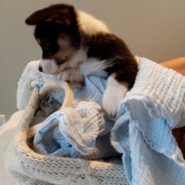 Pembroke Welsh Corgi Puppies from Patrick's Pembroke Welsh Corgis