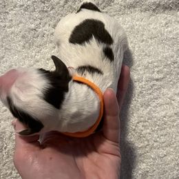 English Springer Spaniel Puppies from McCartney Springer’s
