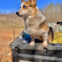 Frankie - American Corgi