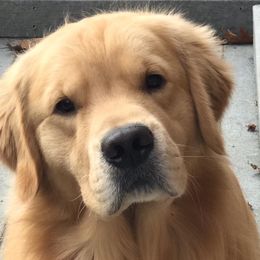 Golden Retriever All Grown Up from Goldenway Goldens