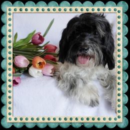 Lulu - Coton de Tulear