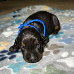 Doberman Pinscher Puppies from Elite Dobermans of Atlanta