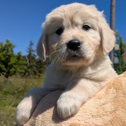 Yellow - Light golden female Golden Retriever puppy in Roseburg, Oregon from Unbound Goldens
