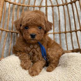 McLaren - Red  male Poodle puppy in Belleville, New Jersey from TK Poodles