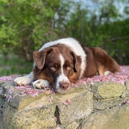 Jyn - Australian Shepherd