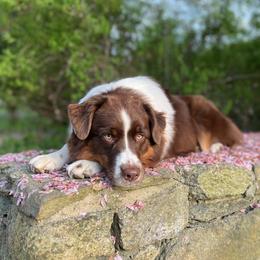 Jyn - Australian Shepherd