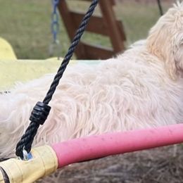 Goldendoodles from Doodle Sisters