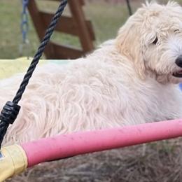 Goldendoodles from Doodle Sisters