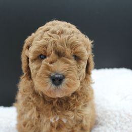 Poodle Puppies from Klaus Poodles