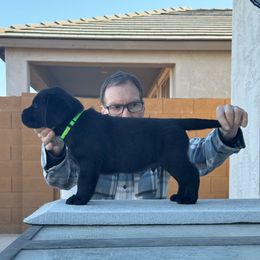 Boy 4 - Black Labrador Retriever puppy in Buckeye, Arizona from Foothills Labrador Retrievers