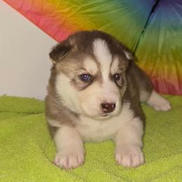 Kane - Red and white male Siberian Husky puppy in Kansas City, Missouri from Anuun's Huskies