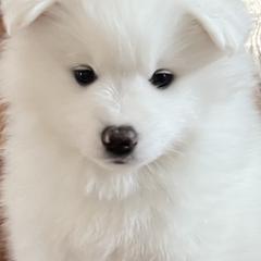 American Eskimo Dog Puppies from Northland Sky Eskies