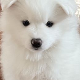 American Eskimo Dog Puppies from Northland Sky Eskies