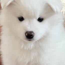 American Eskimo Dog Puppies from Northland Sky Eskies