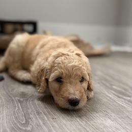 Poodle Puppies from Solstice Standards