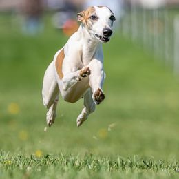 Whippet puppies from Julie's Whippets